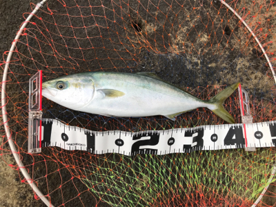 フカセで初イナダ