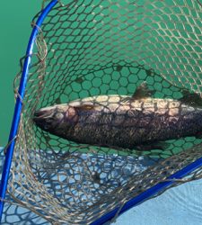 栃木総合運動場プール