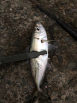 寒いけどアジング