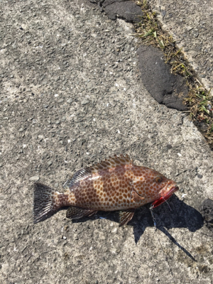 ライトショアジギング