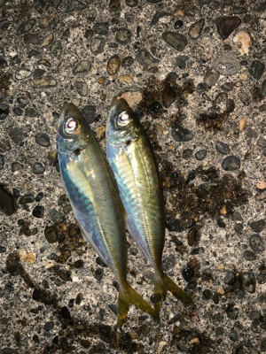 松部港 アジサビキ釣り