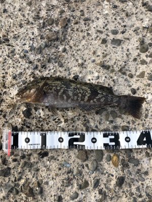 釣り納めでデカいアイナメが釣れた！