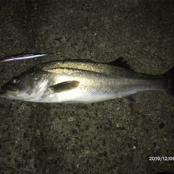 サラシパターン