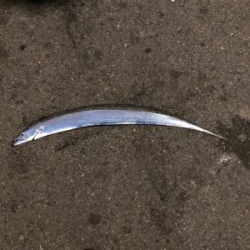 湾奥タチウオまだいける