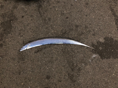 湾奥タチウオまだいける