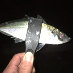 爆風、釣れるやん！