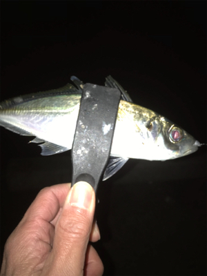 爆風、釣れるやん！