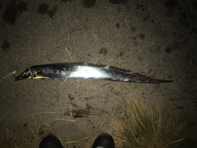 お久しぶりです〜