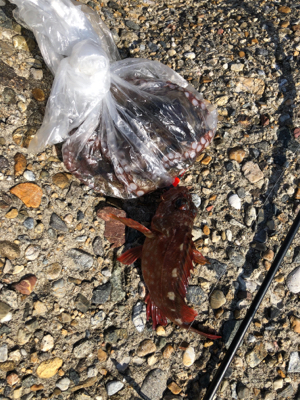 ブラクリでガシラ狙い