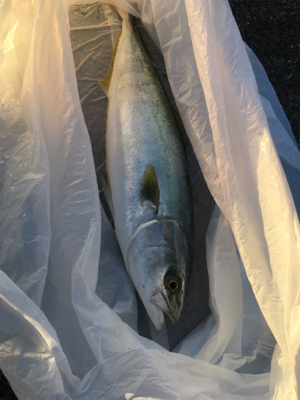 高アピールなセットアッパージャークで青物