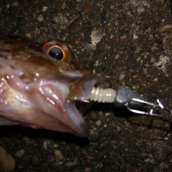 ガシラはあるけど、青物が…