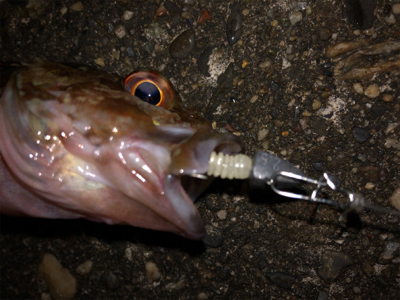 ガシラはあるけど、青物が…