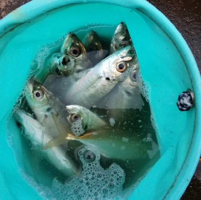 寒さに負けずアジング