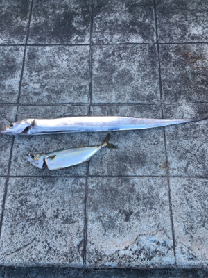 ドラゴンタチウオ