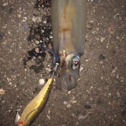 アオリイカ狙いで