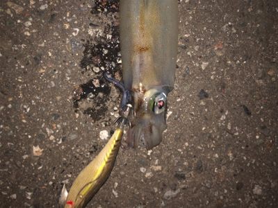 アオリイカ狙いで