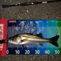 渋いながらの一匹