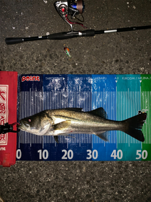 渋いながらの一匹