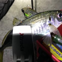 まだまだアジング