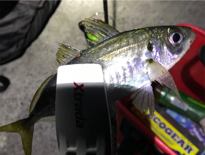 まだまだアジング