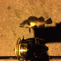 夜中にメバル 、次の日にチャリコ