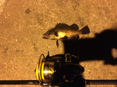 夜中にメバル 、次の日にチャリコ