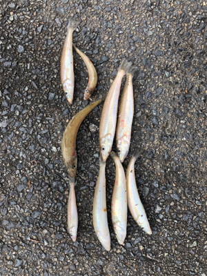 投げ釣りでキスゲット！