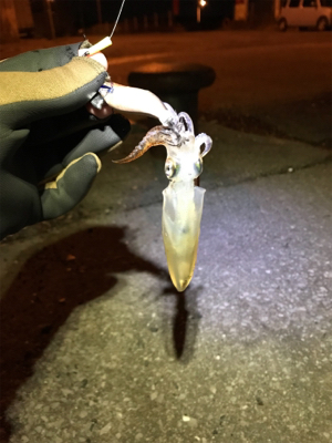 チィチィイカ釣り