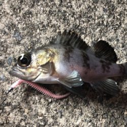 高砂今日も熱かった!