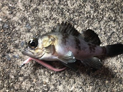 高砂今日も熱かった！