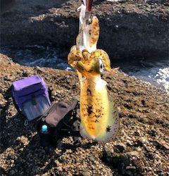 あたりはあれど。。。イカとの頭脳戦