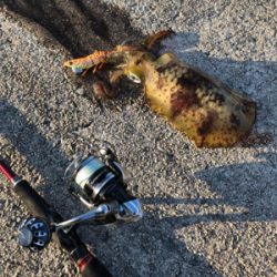 美保関ジギングから七類港エギング！