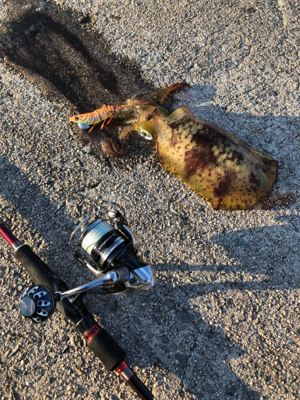 美保関ジギングから七類港エギング！