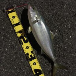 久しぶりのハマチ