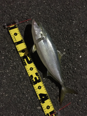 久しぶりのハマチ