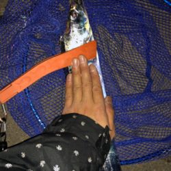 南港エエ感じ〜♫