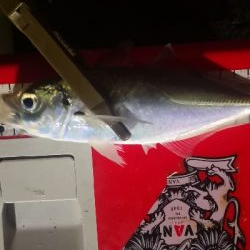 アジング練習 74