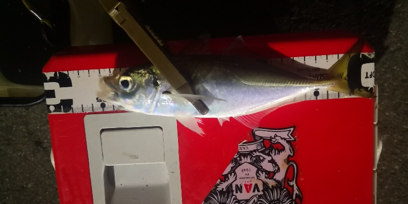 アジング練習 74