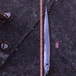 今年 最後の武庫川一文字