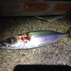 大サバきました!