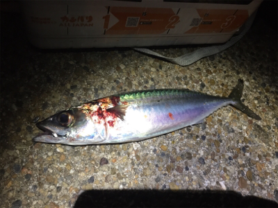 大サバきました！