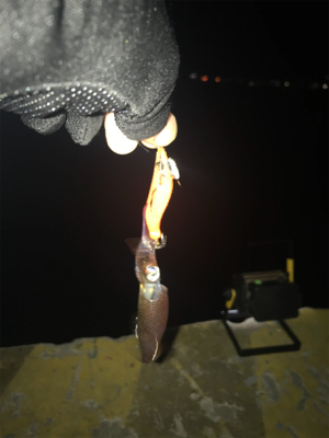 ポツ…ポツ…と渋いヒイカ釣りσ(^_^;)…