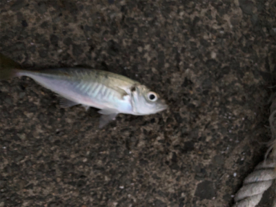 数はつれません