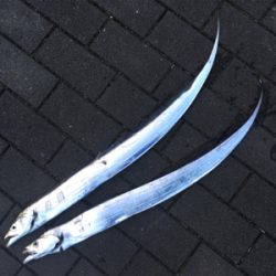 サーベリングしか…