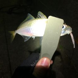 アジング メバリング