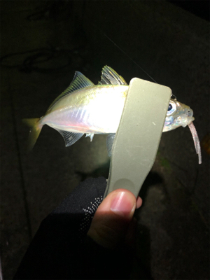 アジング メバリング