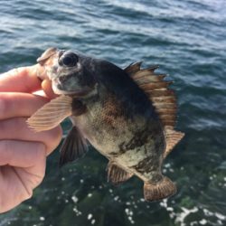 好調デイメバル