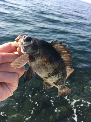 好調デイメバル