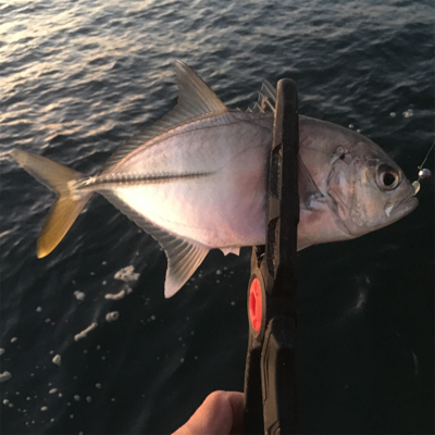 特大出ないながらも数釣りたのしめます