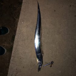 まだまだタチウオ